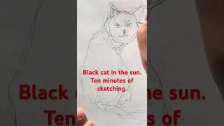 Black cat in the sun. Ten minutes of sketching.