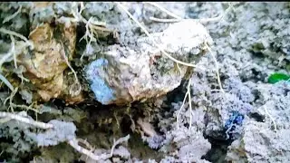 hunting bahan bonsai serut di hutan tropis‼️