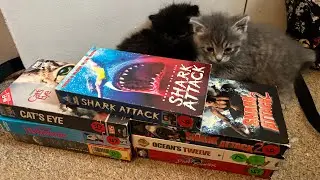 Поиски VHS-кассет и в итоге три котенка? Охотники за кассетами