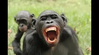 Boosted Bonobo in his natural habitat