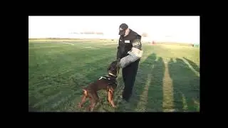 Working Dobermann Garamata with Edgar Scherkl