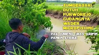 Ternyata spots sumbersari butuh purworejo gudangnya wader microfishing