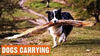 Funny Cute Dogs Carrying A Big Stick