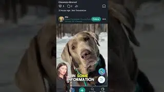 How to Set Up Your Dog&rsquo;s Profile on DogPack in Minutes! 🐶📱