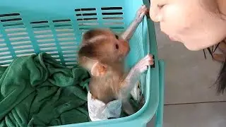 Good Morning Mom !! Cute Baby Monkey Dody Get Up In The Morning From Basket