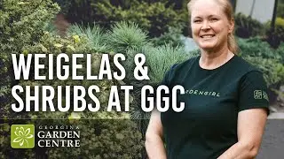 Weigelas & Shrubs at GGC: Explore Our Stunning Selection with #GGCGirl Shannon
