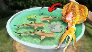 Buying GIANT Squid and Feeding it to My Saltwater Pond!