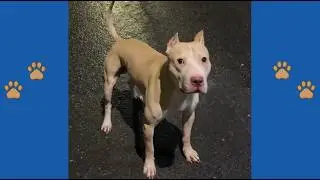 Broke Student Pays $15,000 to Save Dying Pitbull   What Vet Said Next Changed EVERYTHING