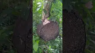 Destroying a Huge Termite Nest. #satisfying #satisfyingvideo