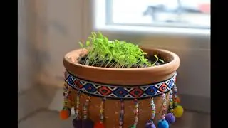 Growing up parsley in 7 days / Creste patrunjelul in 7 zile