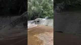 Crocodile run so fast cross the road