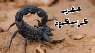 معلومات عن عقرب كراسيكودا تاني اخطر عقرب في الوطن العربي (Androctonus crassicauda)