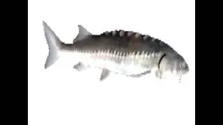 Fish Rotation