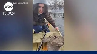 Deer saved in &lsquo;life or death&rsquo; rescue from frozen lake