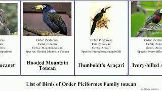List of Birds of Order Piciformes Family toucan toucanet aracari mountain pulcherrima Ara&ccedil;ari