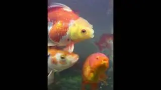 gold fish trailer koi fish pond 1 hour   zentangle koi fish gold fish trailer