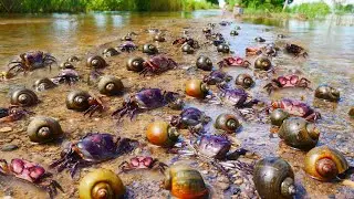 amazing fishing! a lots of catch crabs in flood season on the road by hand