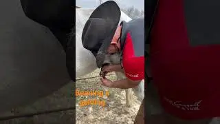 Jak beanować wałacha. Właściciel konia musi znać info.