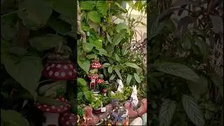 #creativegarden #garden#shorts  #gardening#flowers #plants #gardeningideasforhome