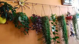 Collection of my indoor plants with name,shade loving plant overview,indoor plant tour,house plant