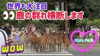 【世界も大注目】鹿の群れ横断します🦌奈良公園