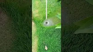 Trimming Overgrown Grass with a Power Lawn Cutter for a Neat Garden Look