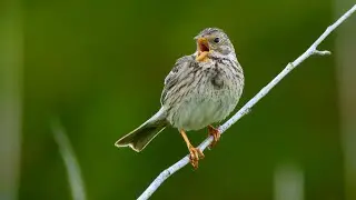 Bird sounds &ndash; Corn bunting (Emberiza calandra)