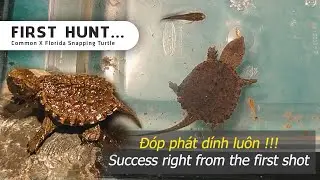 First Hunt | Train baby turtles to hunt fish | Common X Florida Snapping Turtle