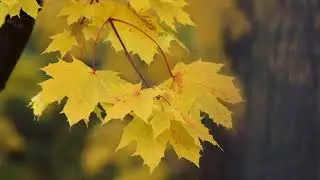 Autumn Leaves - Peter Kestner and Julian Barber - SACO Virtual Tea Concert 23