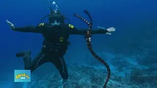 Las Aventuras Acu&aacute;ticas de Andy: Serpiente de mar