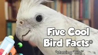 5 Cool Bird Facts