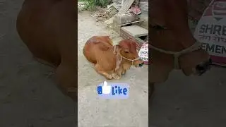 Karishma ne sunai gai ki awaaj 😂 #funny #fun #lol #cow #comedy #shorts