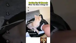 Самые милые моменты с кошками: когда у вас прилипчивый кот