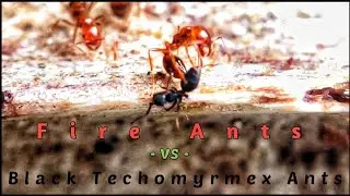 FIRE ANTS Versus Black TECHOMYRMEX ANTS