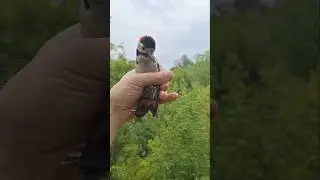 Большой пёстрый дятел 🐦🐦🐦 обзор 🔥🔥🔥 мегаХИТ 2025