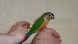 Green cheek yellow sided. www.greekparrot.gr