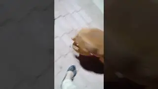 Shake that booty 🐶‼️‼️&hellip;lol&hellip;.