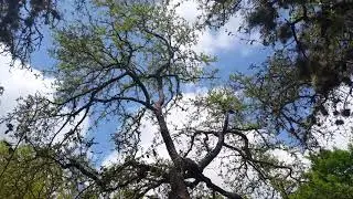 Live Oak tree dead limb removal and 99% demossing