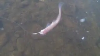 MAINE BROOK TROUT EATING UNDER THE ICE