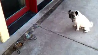 Pug waits for permission to eat