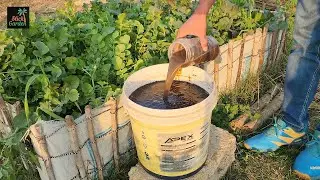 This $0 Fermented Fertilizer Will Make Your Vegetables Explode With Growth