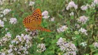Wilde marjolein met Keizersmantel (Argynnis paphia)  |  NL Bloeit! ~ Planten van hier
