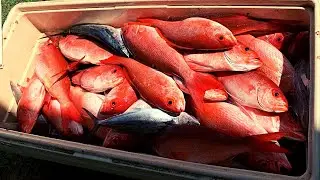 Catching vermillion snapper | How to clean them fast!