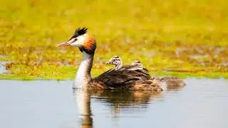 Отгот шунгуур Podiceps cristatus