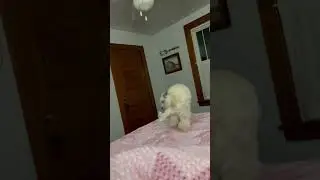 Pacing dog | dog has to much energy | #shorts