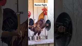 Rostar fight #reels #youtubeshorts #ytshorts #viral #funny #comedy #ambaniwedding #chicken #wedding
