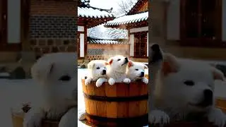 Puppy36 Gindo ge 4 Join#Korea native dog  #cute #animals #cutedog #cutepuppies
