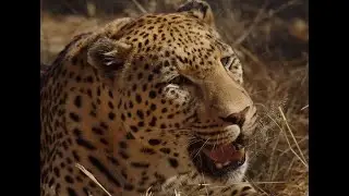 The Maneating Leopard Of Rudraprayag -Jim Corbett