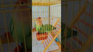 African Love Birds🐥 is live