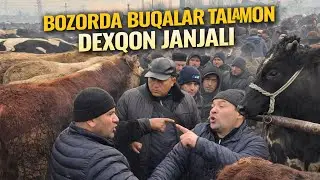 XOLDONBEK MOL BOZORI BUQALAR TALASH DEXQON DAVRI KELDI 3 февраля 2026 г.